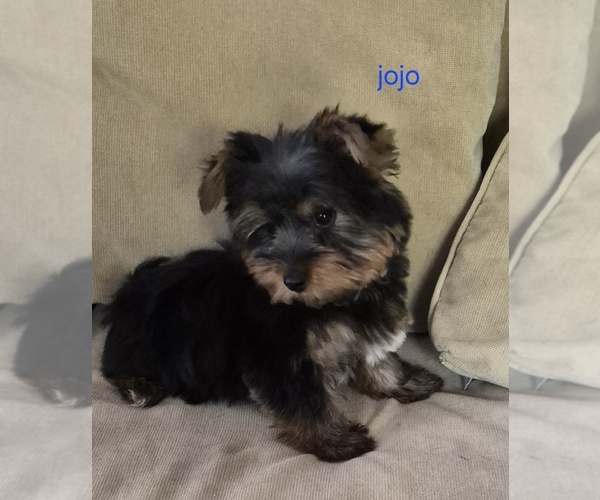 Medium Photo #2 Yorkshire Terrier Puppy For Sale in DETROIT, MI, USA