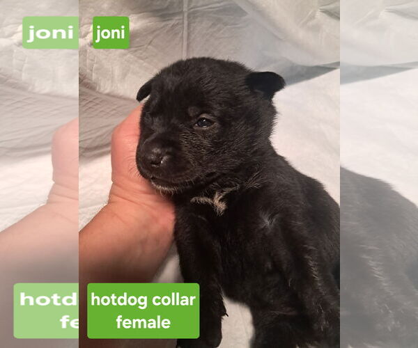 Medium Photo #2 Shepradors Puppy For Sale in Princeton, MN, USA