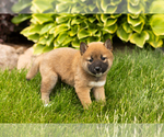 Small Photo #10 Shiba Inu Puppy For Sale in MILLERSBURG, IN, USA