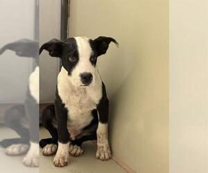 Labrador Retriever Dogs for adoption in Bakersfield, CA, USA