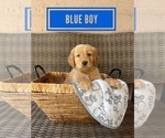 Small Photo #11 Golden Retriever Puppy For Sale in PEORIA, AZ, USA