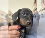Small #4 Dachshund