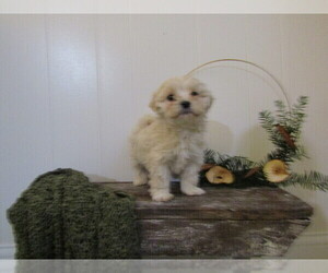 Medium Maltipoo (Miniature)