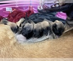 Small Photo #4 Belgian Malinois Puppy For Sale in REESEVILLE, WI, USA