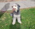 Small Photo #1 Aussiedoodle Puppy For Sale in CHANDLER, AZ, USA