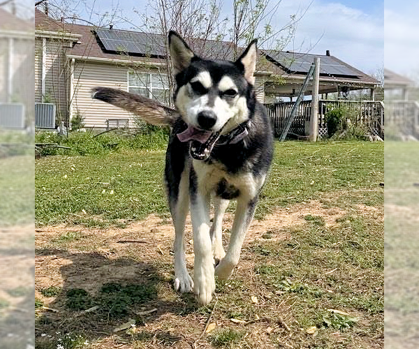 Medium Photo #2 Siberian Husky Puppy For Sale in Omaha, NE, USA