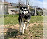Small #1 Siberian Husky