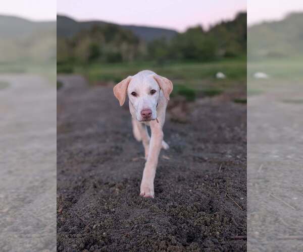 Medium Photo #4 Catahoula Leopard Dog-Unknown Mix Puppy For Sale in Bellingham, WA, USA