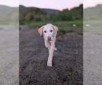 Small #3 Catahoula Leopard Dog Mix