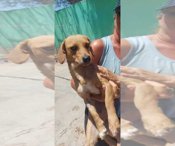 Medium Photo #2 Dachshund-Unknown Mix Puppy For Sale in Calgary, Alberta, Canada