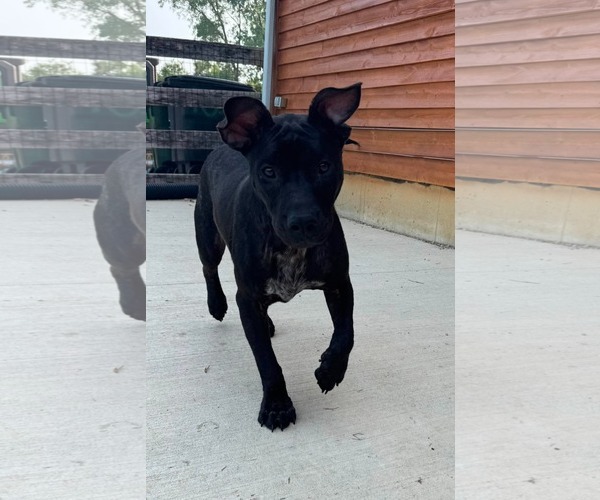 Medium Photo #5 American Pit Bull Terrier-Unknown Mix Puppy For Sale in Germantown, OH, USA