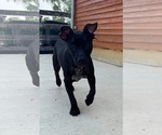 Small #4 American Pit Bull Terrier Mix