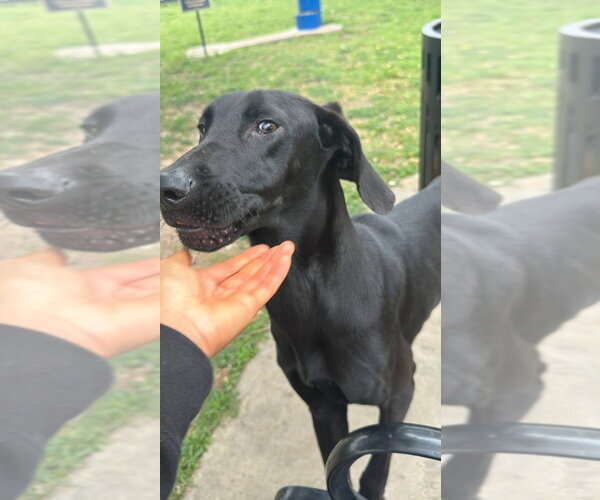Medium Photo #1 Great Dane Puppy For Sale in Bullard, TX, USA