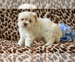 Small #4 ShihPoo