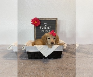 Dachshund Puppy for sale in BLOOMFIELD, IN, USA