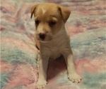 Puppy Puppy 4 Jack Chi