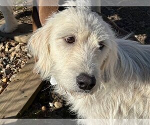 Golden Retriever Dogs for adoption in Okolona, MS, USA