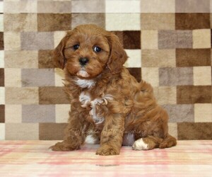 Cavapoo (Miniature) Puppy for sale in DENVER, PA, USA