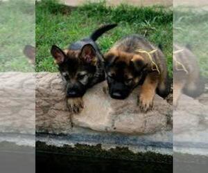 German Shepherd Dog Puppy for sale in SHANNON, NC, USA