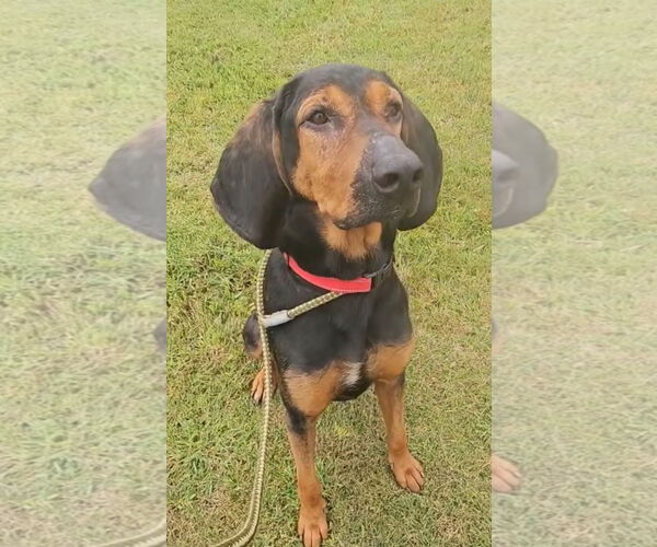 Medium Photo #9 Bloodhound-Unknown Mix Puppy For Sale in Webster, WI, USA