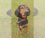 Small #8 Bloodhound Mix
