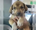 Small #5 Catahoula Leopard Dog