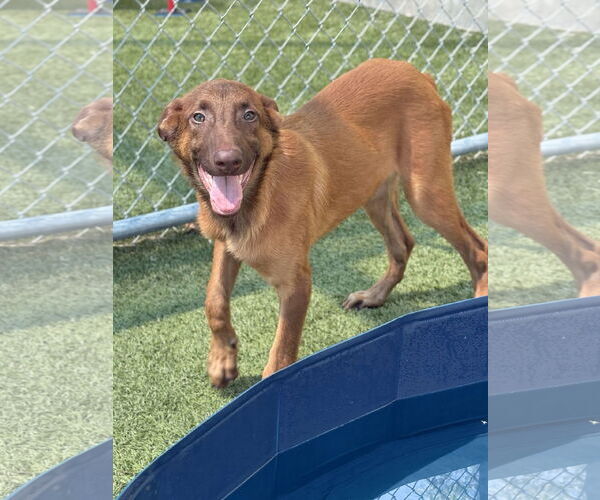 Medium Photo #7 Mutt Puppy For Sale in Woodbury, NY, USA