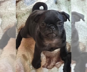 Pug Puppy for sale in RICHMOND, TX, USA