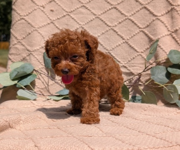 Medium Photo #11 Cockapoo Puppy For Sale in GOSHEN, IN, USA