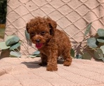 Small #9 Cockapoo