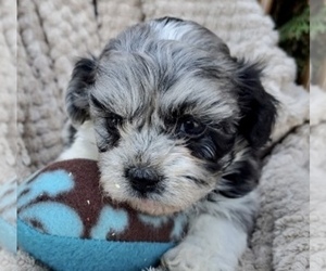 ShihPoo Puppy for sale in CLARE, MI, USA
