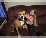 Small #10 American Pit Bull Terrier Mix