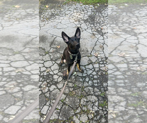 German Shepherd Dog Puppy for sale in WARREN, OH, USA