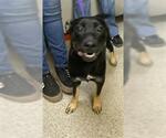 Small German Shepherd Dog Mix