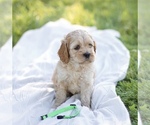 Puppy Ocean Cock-A-Poo