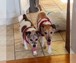 Small #3 Jack Russell Terrier Mix