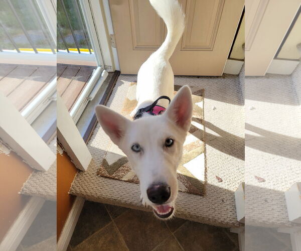 Medium Photo #2 - Mix Puppy For Sale in Hoffman Estates, IL, USA