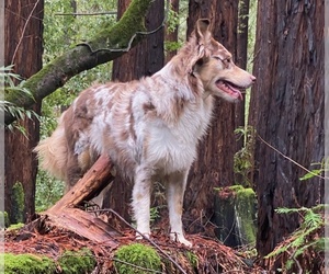 Mother of the Australian Shepherd puppies born on 10/25/2024