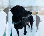 Small Photo #3 Labrador Retriever-Unknown Mix Puppy For Sale in Aurora, IN, USA