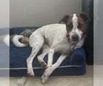 Small #9 Jack Russell Terrier-Whippet Mix