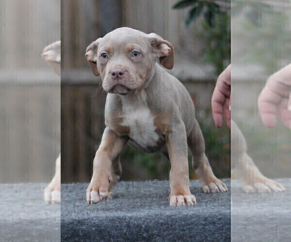 View Ad American Bully Puppy For Sale Near Florida Crestview Usa Adn