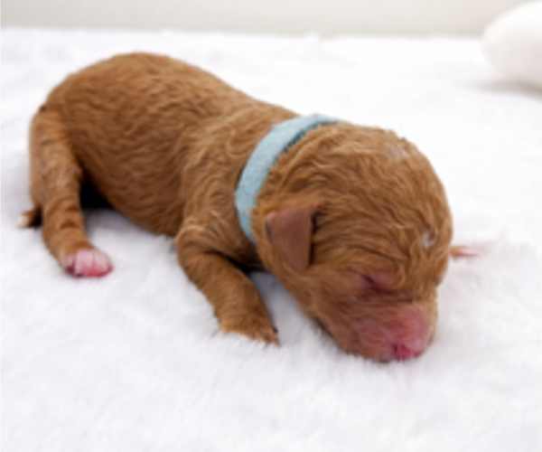 Medium Photo #1 Goldendoodle Puppy For Sale in LAFAYETTE, LA, USA