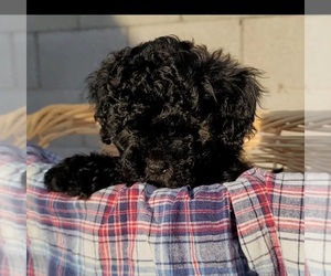 Poodle (Miniature) Puppy for sale in PHOENIX, AZ, USA