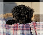 Image preview for Ad Listing. Nickname: Wolfgang