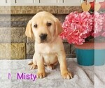 Small Photo #9 Labrador Retriever Puppy For Sale in CATO, NY, USA