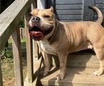 Small Photo #1 American Bully Puppy For Sale in WOLCOTT, CT, USA