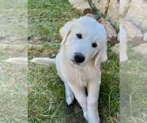 Akbash-Great Pyrenees Mix Dogs for adoption in Denver , CO, USA