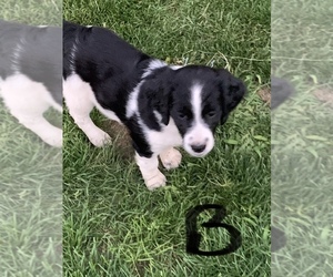 Brittany Puppy for sale in HAMLIN, NY, USA