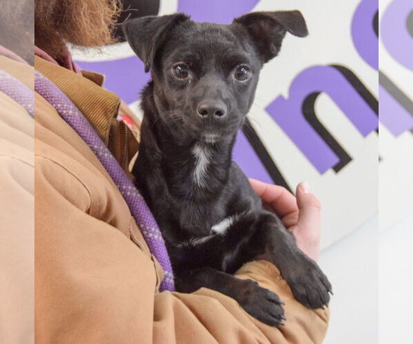 Medium Photo #3 Chiweenie Puppy For Sale in Huntley, IL, USA