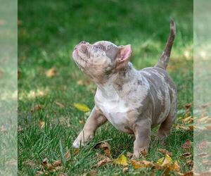 American Bully Puppy for sale in SAN FRANCISCO, CA, USA
